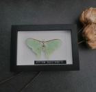 Entomologie Actias Dulcinea