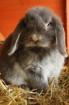 Lali, Lola und Bunny - 3 Zwergkaninchen suchen neus Zuhause