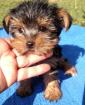 Unsere kleine Yorkshire Terrier Welpen suchen ein tolles neues Zuhause !