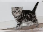 Reinrassige BKH black-silver-tabby Kitten