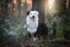 Australian Shepherd Deckrüde 