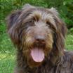 Ilse - weiblich 1 Jahr 56 cm 20 kg Labradoodle Gechipt Nicht kastriert