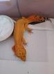 Leopardgecko 0.1 Electric no Hets 2024 