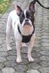 Französische Bulldogge