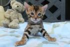 Reinrassige Bengal Katzenbaby abzugeben