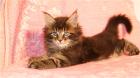 Maine Coon Kitten 