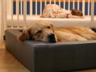 Das gesunde & moderne Hundebett CUBE von SLEEPY DOG