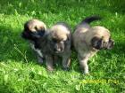 Leonberger Welpen