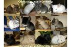 Chinchilla Jungtiere und Babys