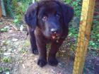 2 Labrador/Colliemix welpen