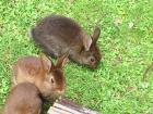 Schöne Kaninchen in verschiedenen Größen und Farben