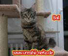 Bali schmussige maine coon Katze abzugeben