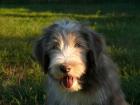 Bearded Collie Welpen ab sofort zur Abgabe