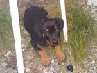 Rotweiler Mischling 2 Monate alt