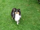 Liebvoller Sheltie...