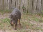 5 Schäferhund/rottweiler welpen