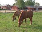 1-2 Peinsionsplätze auf gepflegter Ranch frei