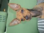 Russkiy Toy - Zwergpinscher