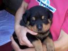 Rottweilerwelpen