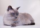 Suche Siamesische Katze blue point