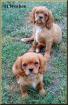 Cavalier King Charles Spaniel Welpen