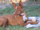 Podenco Rüde KLAUS