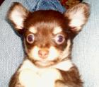 Chihuahua Welpen - dreifarbig -