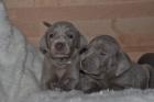 Reinrassige Weimaraner Welpen