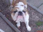 Englische bulldogge