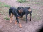 Hübscher großer kräftiger Rottie-Rüde!