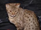 Ocicat Kastratin