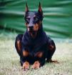 Bildschöner Dobermann sucht...