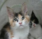 Maine Coon Kitten