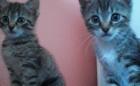 Katzenbabys suchen ein neues zu Hause