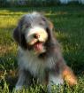 Bearded Collie Welpen - Rüden