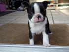 Reinrassige Boston Terrier Welpen