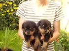 Rottweilerwelpen 6 Wochen alt eine tolle Rasselbande