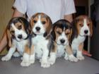 Beagle Welpen suchen Zuhause