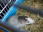 Ratten Babys zu verschenken