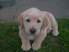 Verkaufe Golden-Labrador-Retriver