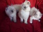    Supersüße Ragdoll Babys    