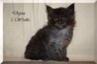 Black smoke Maine Coon Kitten mit Papieren, sehr typvoll