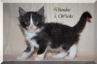 Dundee vom Sattelgut, verschmuster Maine Coon Kitten-Kater