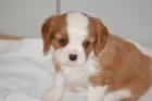 Cavalier King Charles Spaniel Welpen