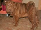 Shar-Pei Kennel vom Zhengshou