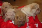 4 Wunderschöne Shar Pei Welpen, verschiedenen Farben