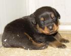 Rottweilerwelpen