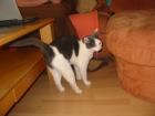 Kater abzugeben