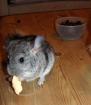 Chinchilla Baby