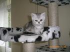 Exotic Shorthair Baby Kätzin 7 wochen alt